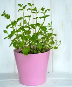 Mint Flowers how it Grow outdoor and indoor