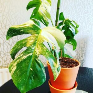 Monstera Albo example how to grow at home
