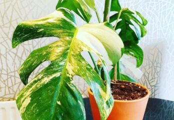 The Ultimate Monstera Albo Epic Growing Guide: Fertilizer Type, Transplanting, Life Cycle, Requirements