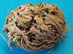 Rose of Jericho Grow at home example