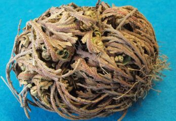 The Epic Rose of Jericho Growing Guide: Fertilizer, Transplanting, Life Cycle, Requirements & Useful Tips