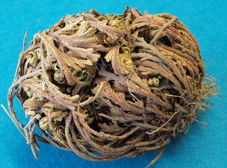 Rose of Jericho Grow at home example