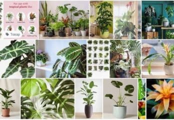 Tropical House Plants example of different plants