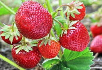 example of Strawberry Growing outdor