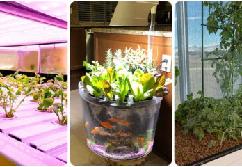 Indoor Fish Tank Aquaponics System Complete Guide