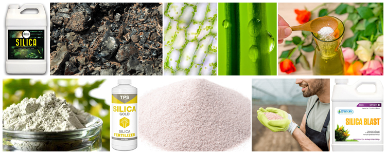 Silica For Plants What Every Grower Needs To Know4