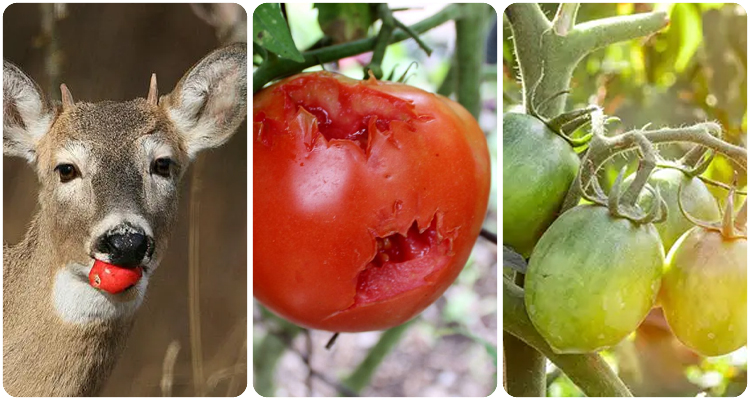 do deer eat tomato plants3