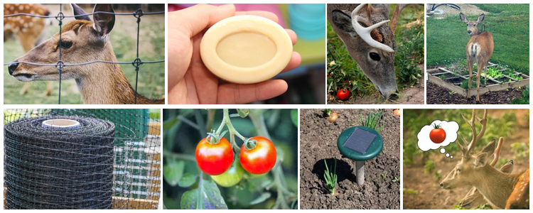 do deer eat tomato plants4