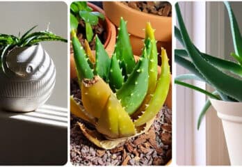 Droopy Aloe plant epic Fixing Guide How to keep Aloe helthy.
