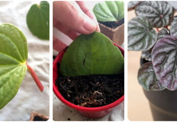 How to Propagate Peperomia Ultimate Epic Growing Guide: Fertilizer Type, Transplanting, Life Cycle, Requirements