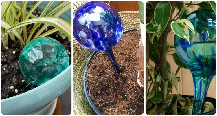 how to use watering globes for plants1