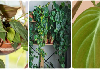 The Ultimate Philodendron Micans Epic Growing Guide: Fertilizer Type, Transplanting, Life Cycle, Requirements