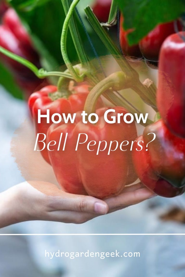 How to Grow Bell Peppers: A Step-by-Step Guide
