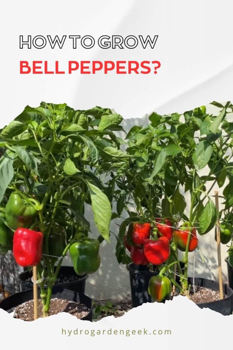 How to Grow Bell Peppers: A Step-by-Step Guide