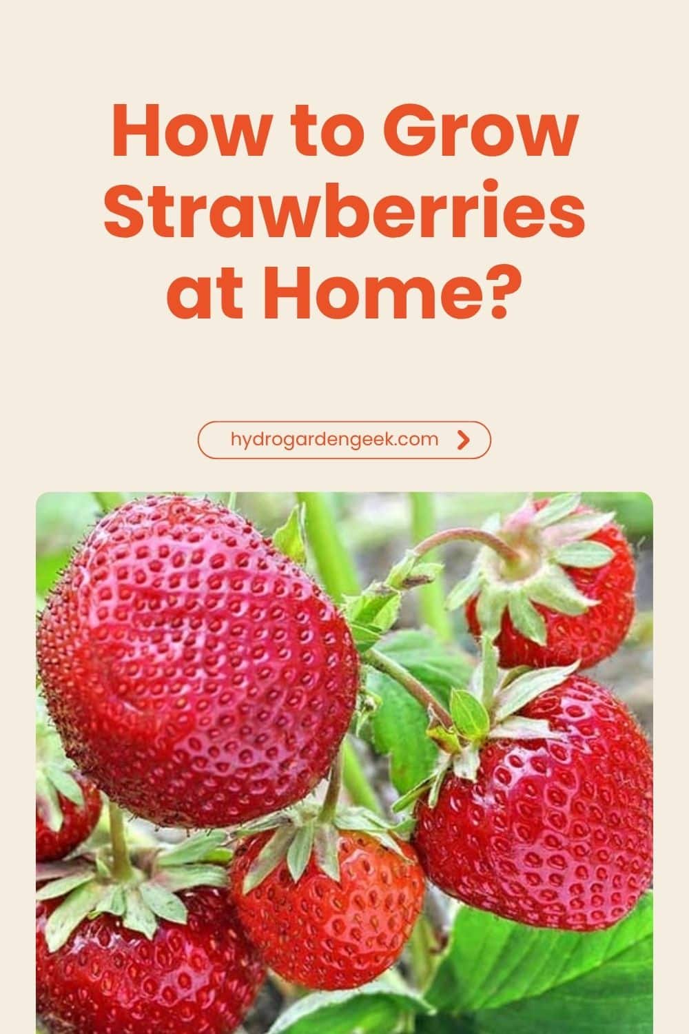How To Grow Strawberries at Home: Best Tips for Your Garden