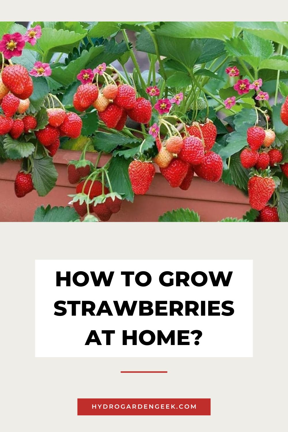 How To Grow Strawberries at Home: Best Tips for Your Garden