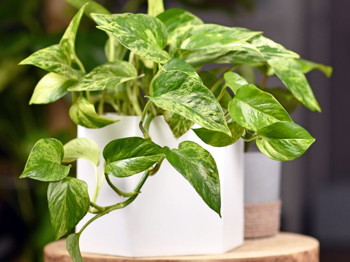 How to Propagate Pothos Plant