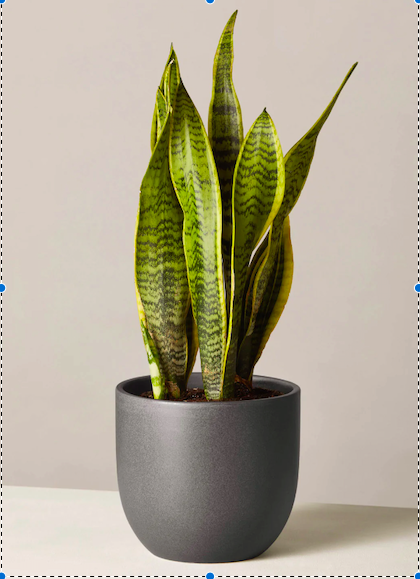 13 Popular Plants That Can Be Dangerous for Pets