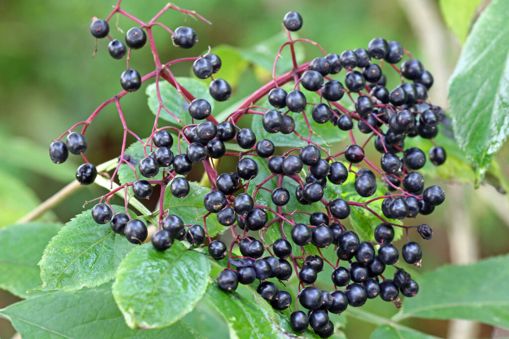 How to Grow Elderberries from Cuttings
