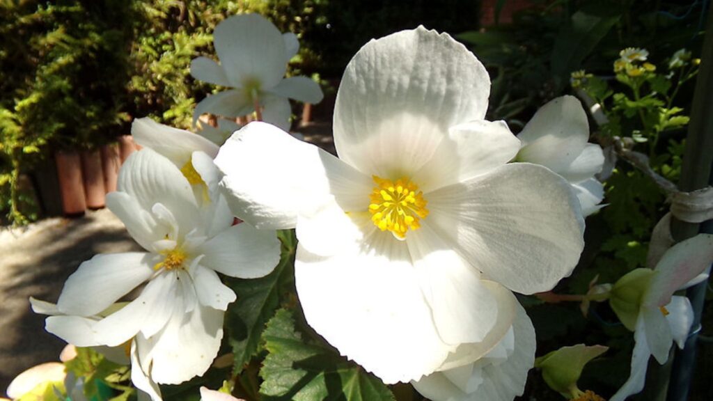 36 Beautiful White Flowers to Add Gentle Beauty to Your Garden