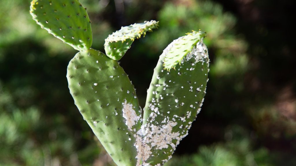 How to Get Rid of Mealybugs on Houseplants