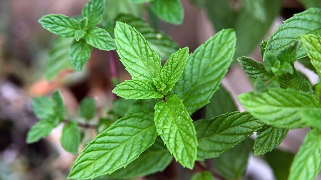 13 Fruits and Vegetables You Can Grow Indoors Year-Round