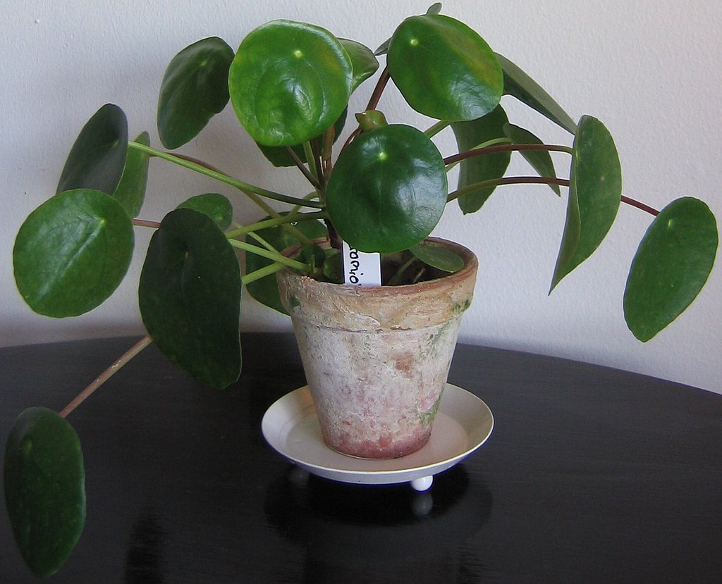 How to Care for Pilea Peperomioides: Troubleshooting Guide