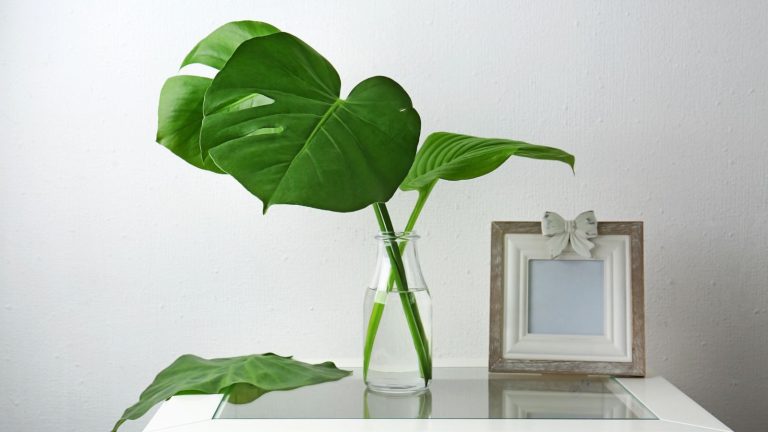 How I Root Plant Cuttings in Water