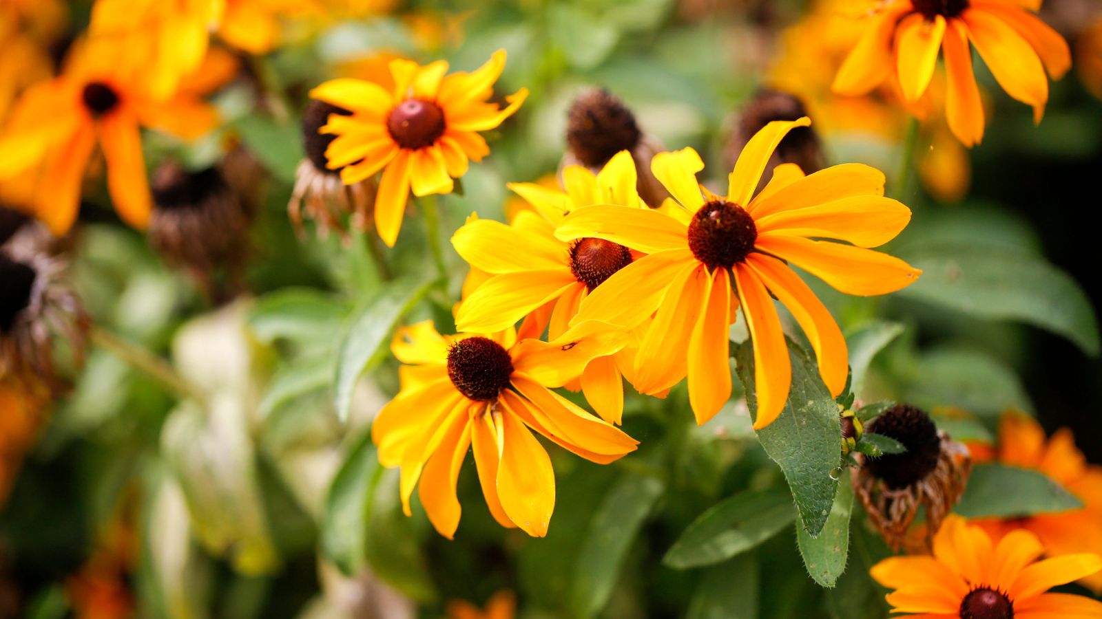16 Stunning Flowers That Bring Bees and Butterflies to Your Garden