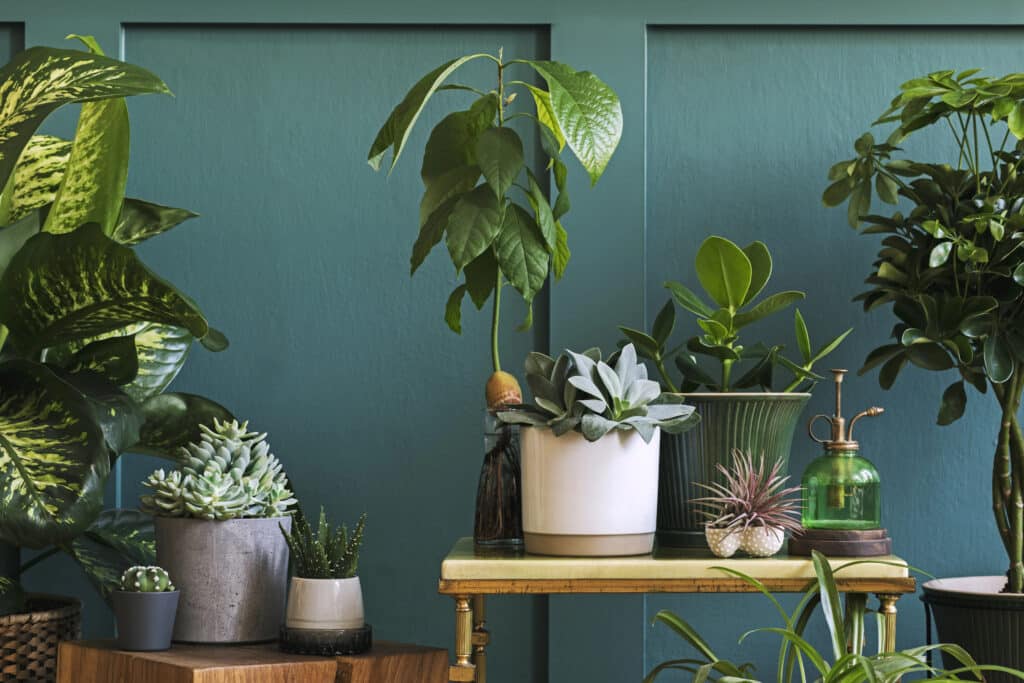 Many different beautiful cacti against white wall