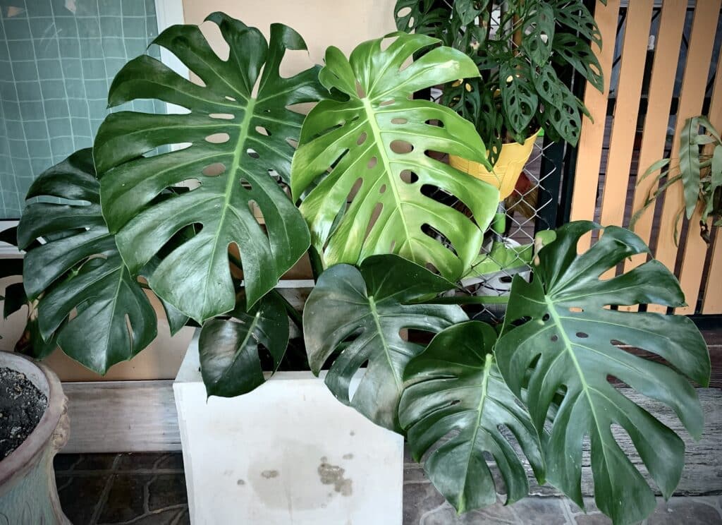 monstera plant