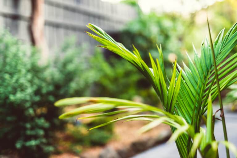 palm tree surrounded by idyllic sunny backyard with lots of tropical Australian native plants shot at shallow depth of field