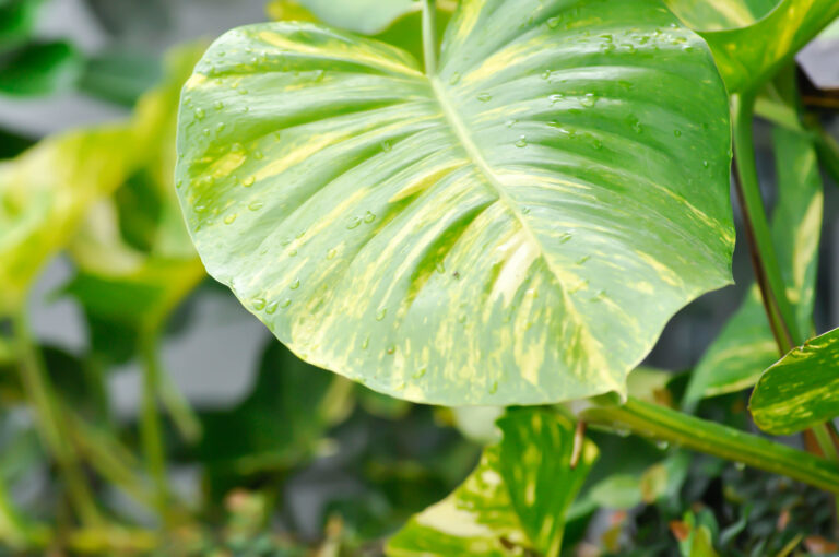 Houseplants That Handle Bathroom Moisture Better Than Most