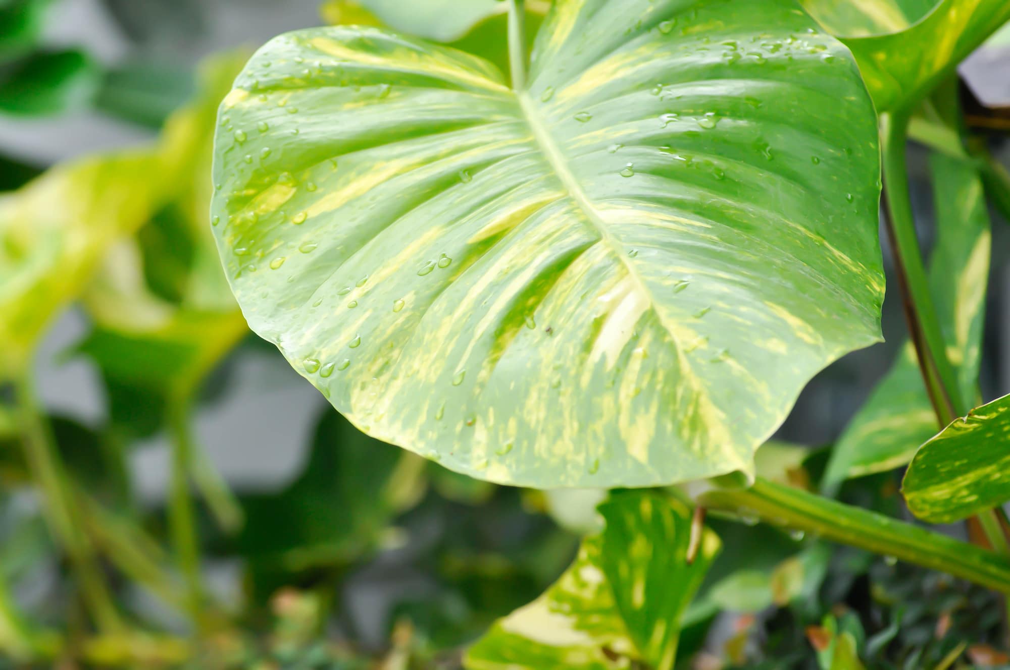 Houseplants That Handle Bathroom Moisture Better Than Most