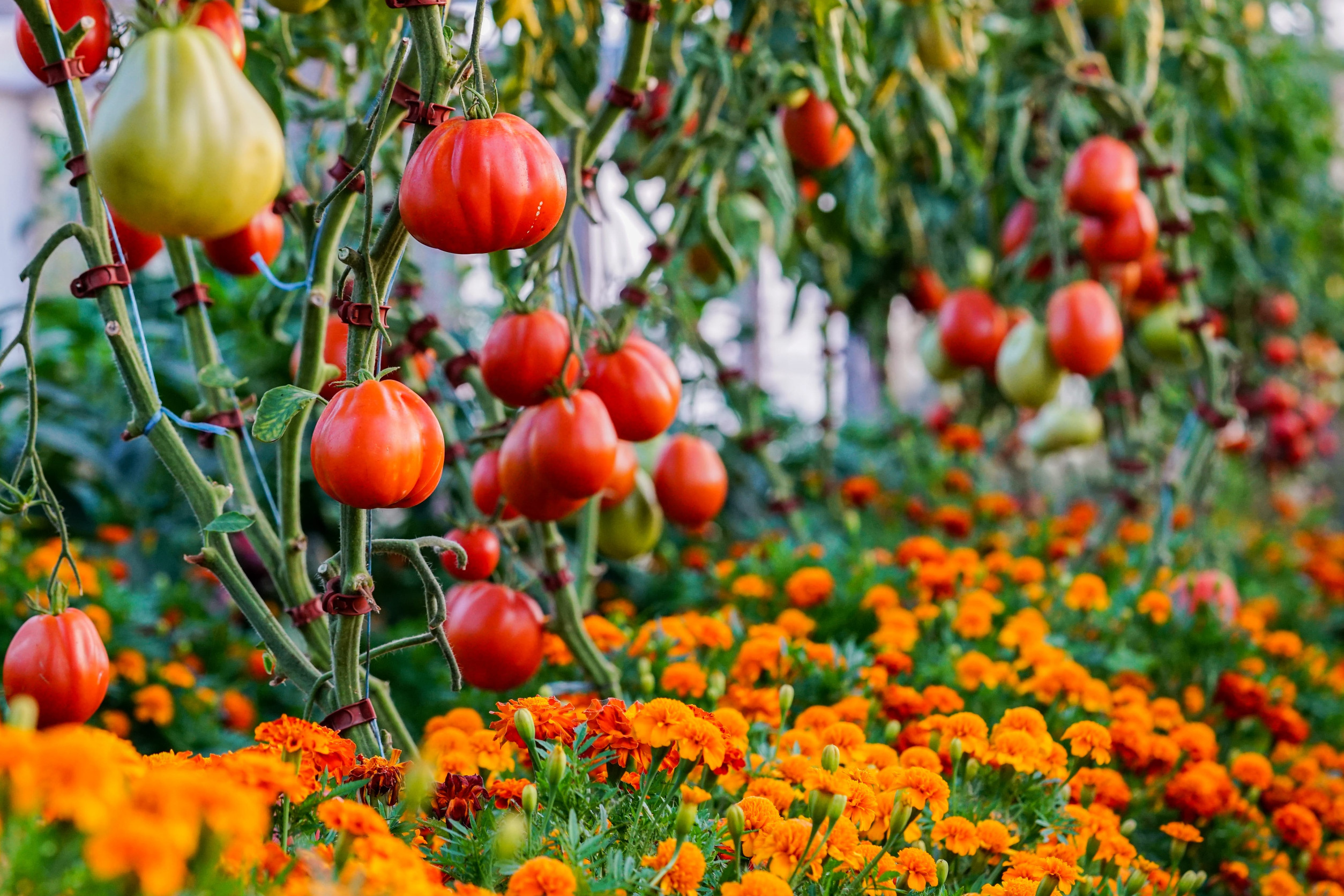 15 Tomato Companion Plants You Shouldn’t Keep Ignoring If You Want a Better Harvest