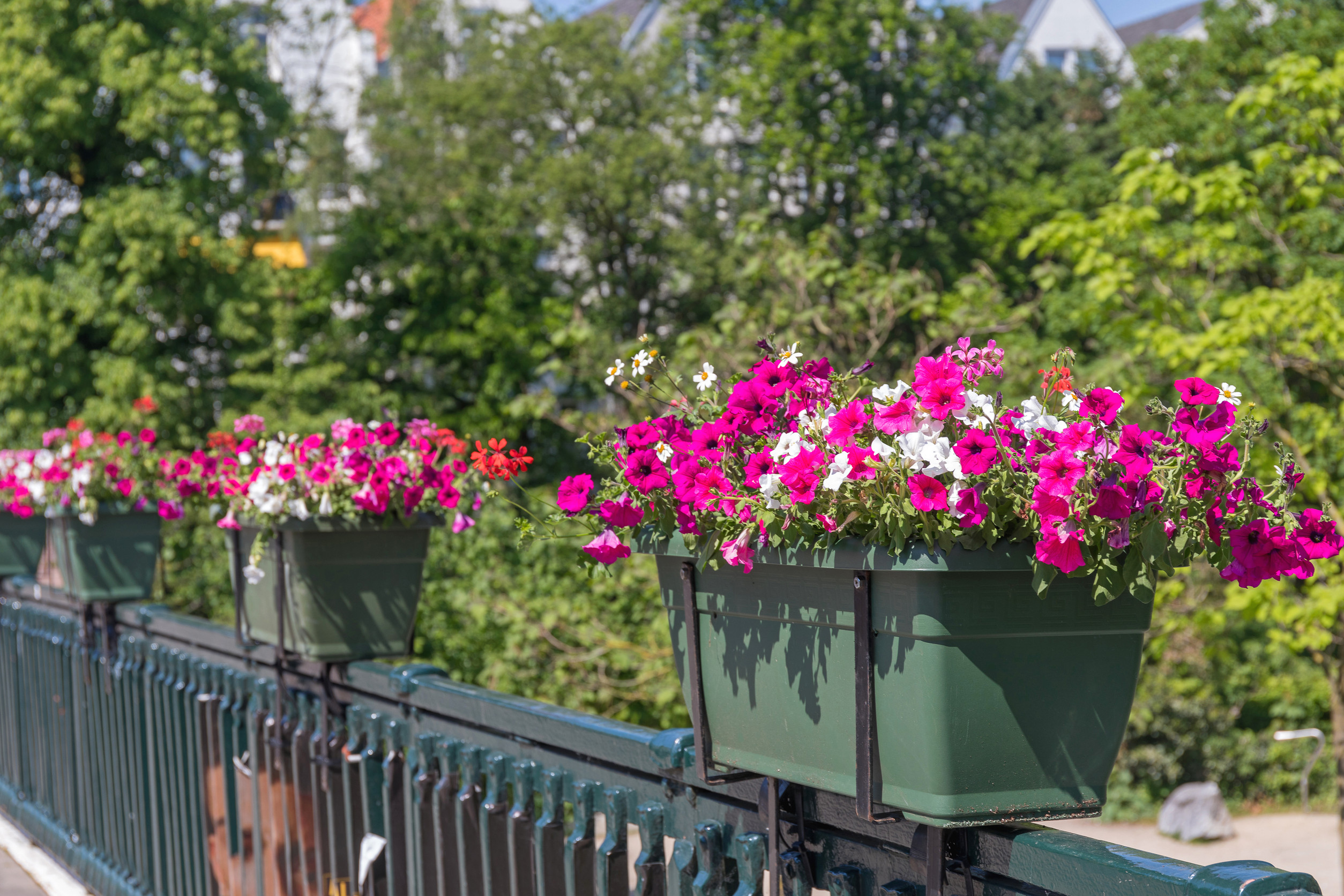 Flower Pots at Bridge Fence City Decor