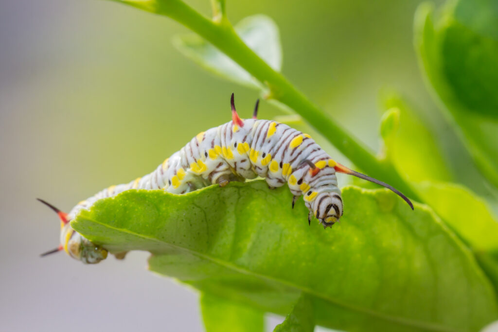 Caterpillars walking on green leaves
