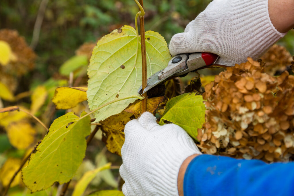 cutting or trimming with secateurs in the garden