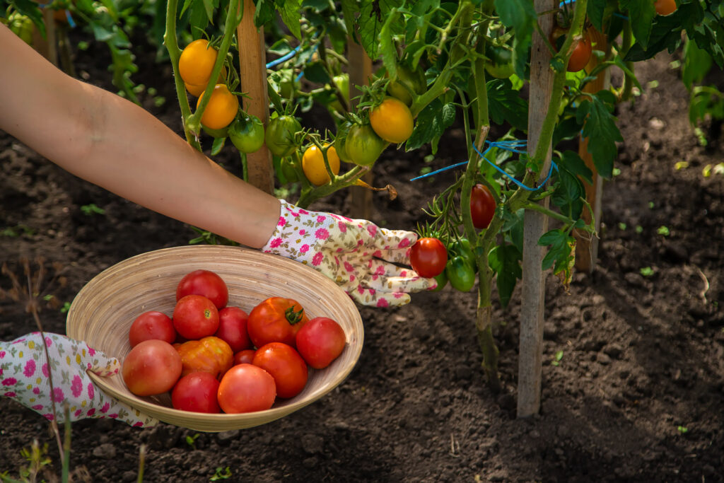 harvesting tomatoes