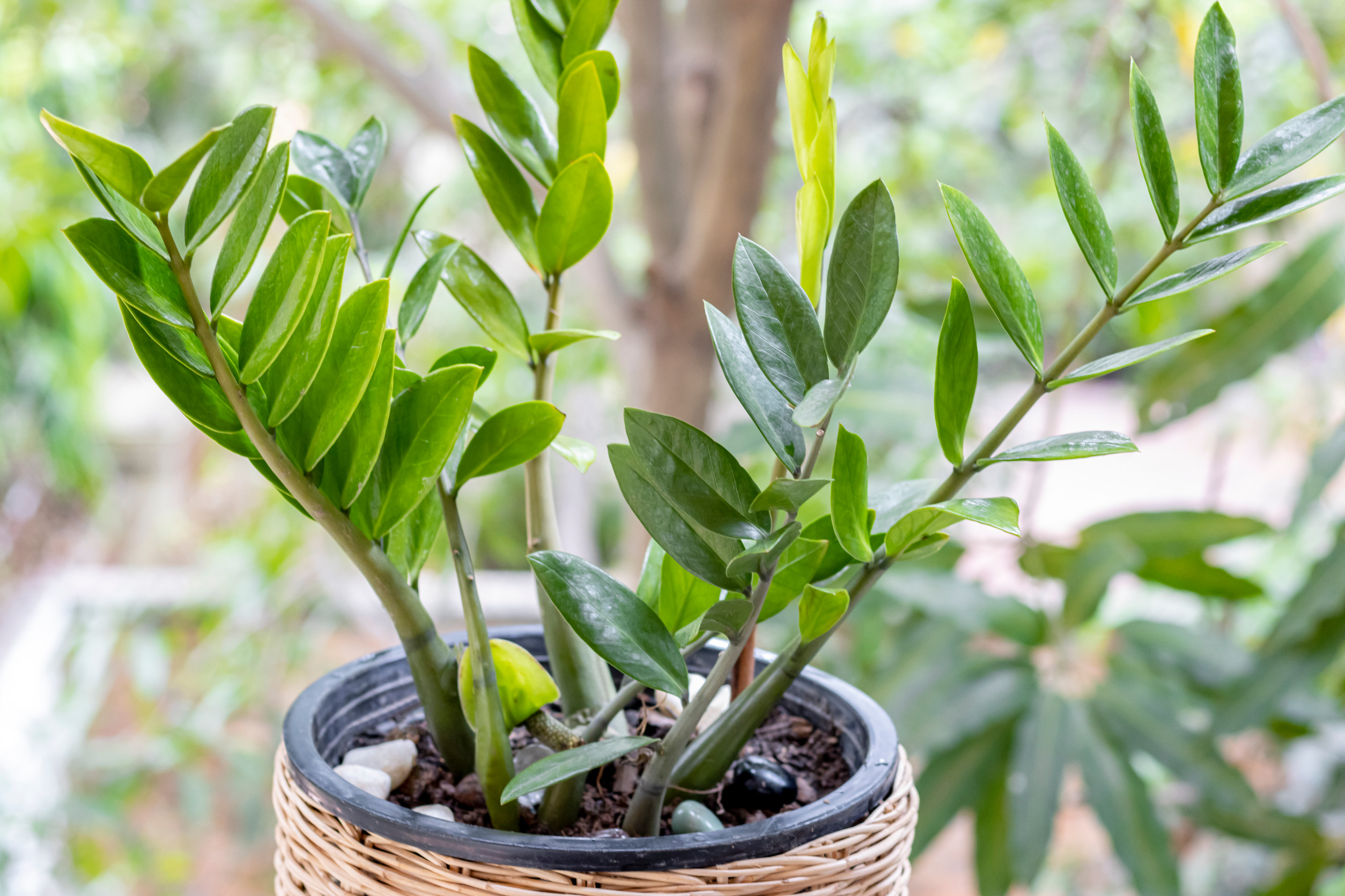 ZZ Plant (Zamioculcas zamiifolia)