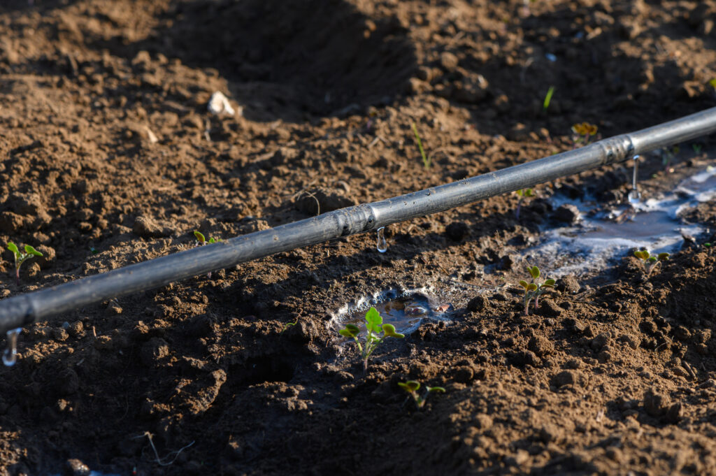 Water droplets trickle from a black irrigation pipe, nourishing tender seedlings in rich, brown soil during daylight.
