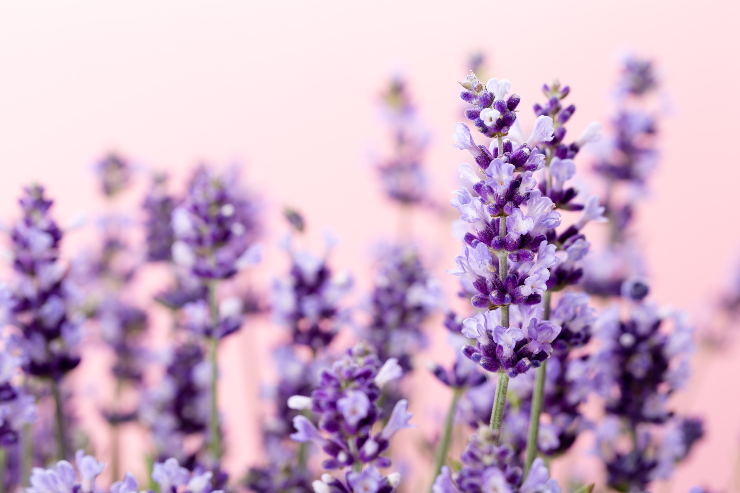 Lavender flowers on a white background.