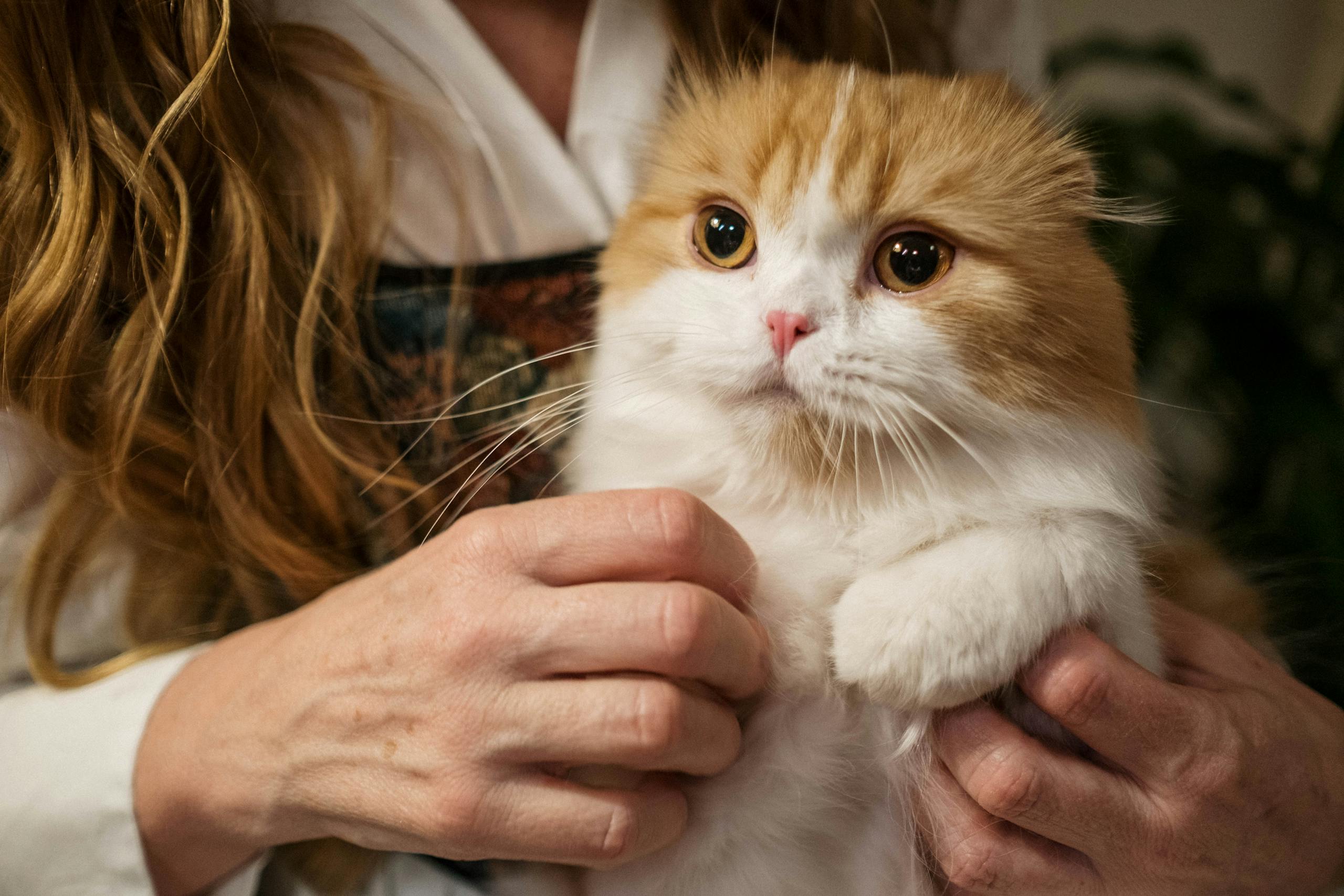 13 Smart Ways to Keep Your Cat’s Care Affordable Without Compromising Their Health