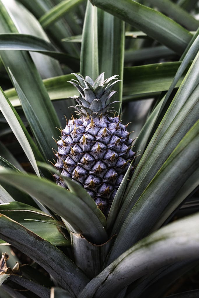 A fresh pineapple surrounded by lush green leaves captured in a stunning close-up. Perfect for tropical themes.