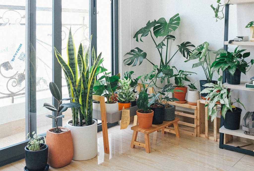 Your Home Looks Poor Because You Don't Know These 12 Decorating Tips 2 A vibrant collection of indoor plants in a cozy and modern room.