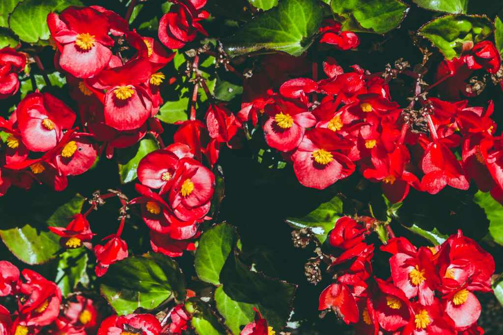 begonias