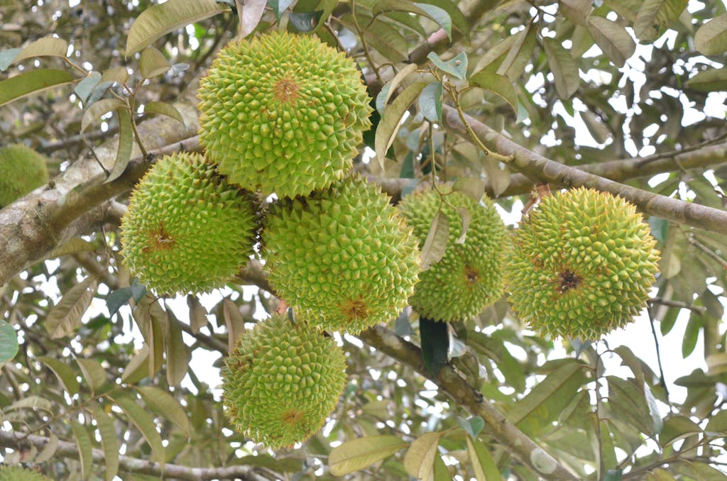 Close-up of ripe durians hanging from a tree in South Sumatra, Indonesia.