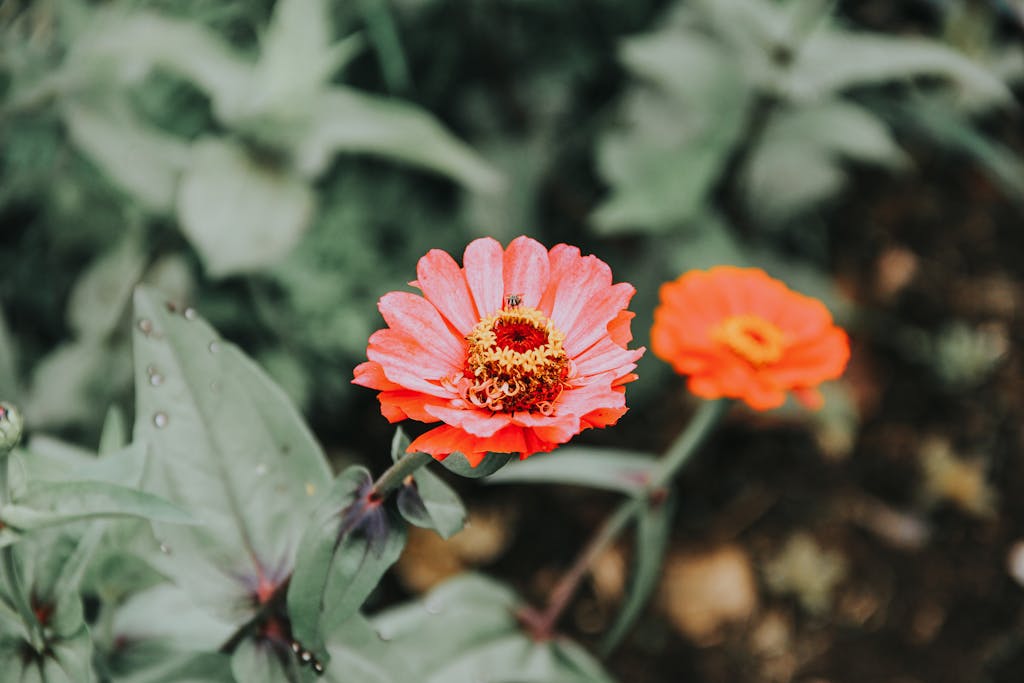 Close-up of vibrant Zinnia flowers with an insect, showcasing nature's beauty in Bandung, Indonesia.