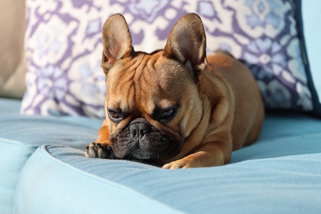 Cute French Bulldog lying on a comfortable blue sofa indoors.