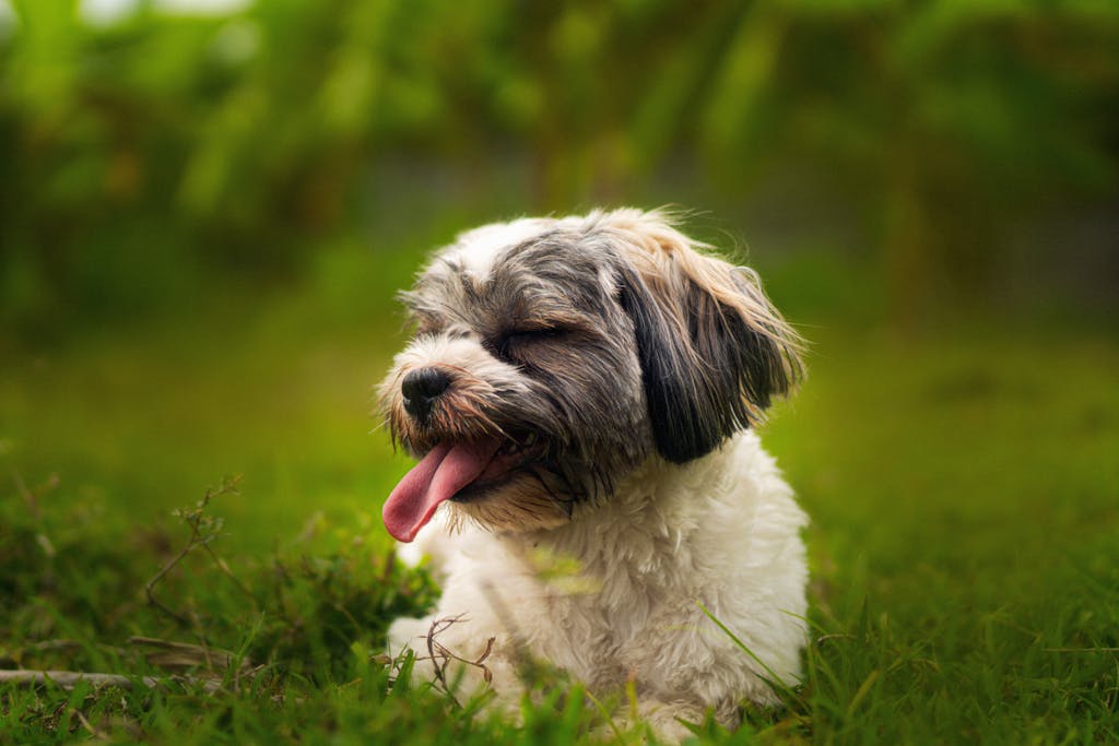 Cute Shih Tzu dog with tongue out, resting on vibrant green grass.